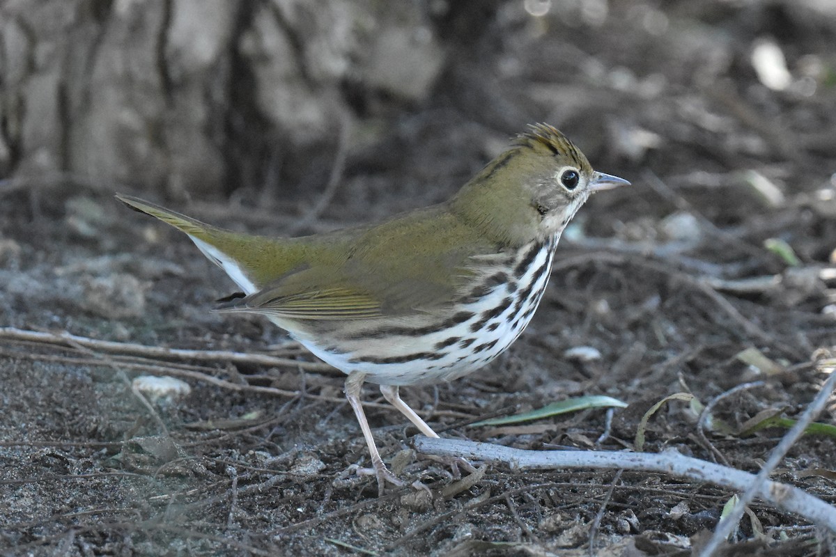 Ovenbird - ML646433721