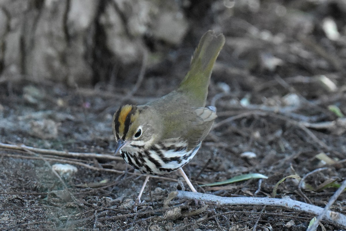 Ovenbird - ML646433722