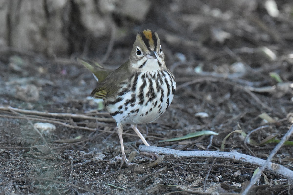 Ovenbird - ML646433723