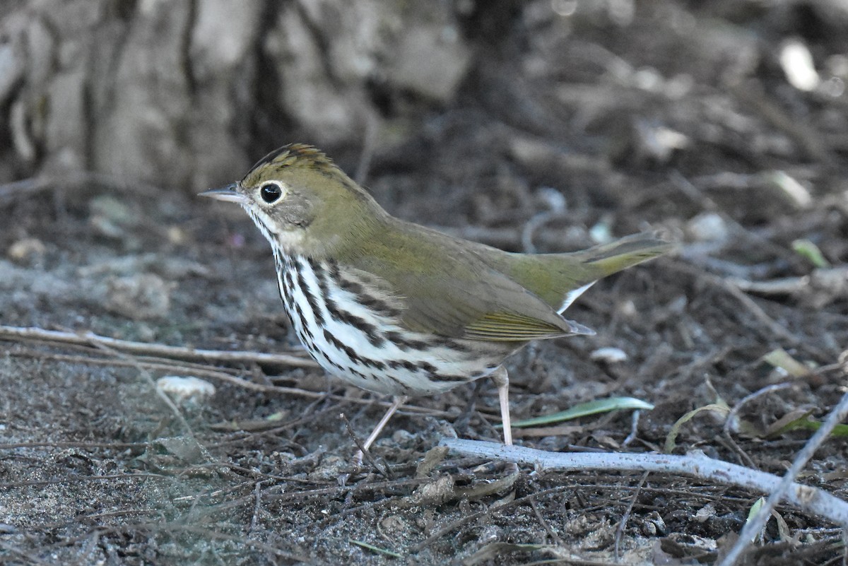 Ovenbird - ML646433724