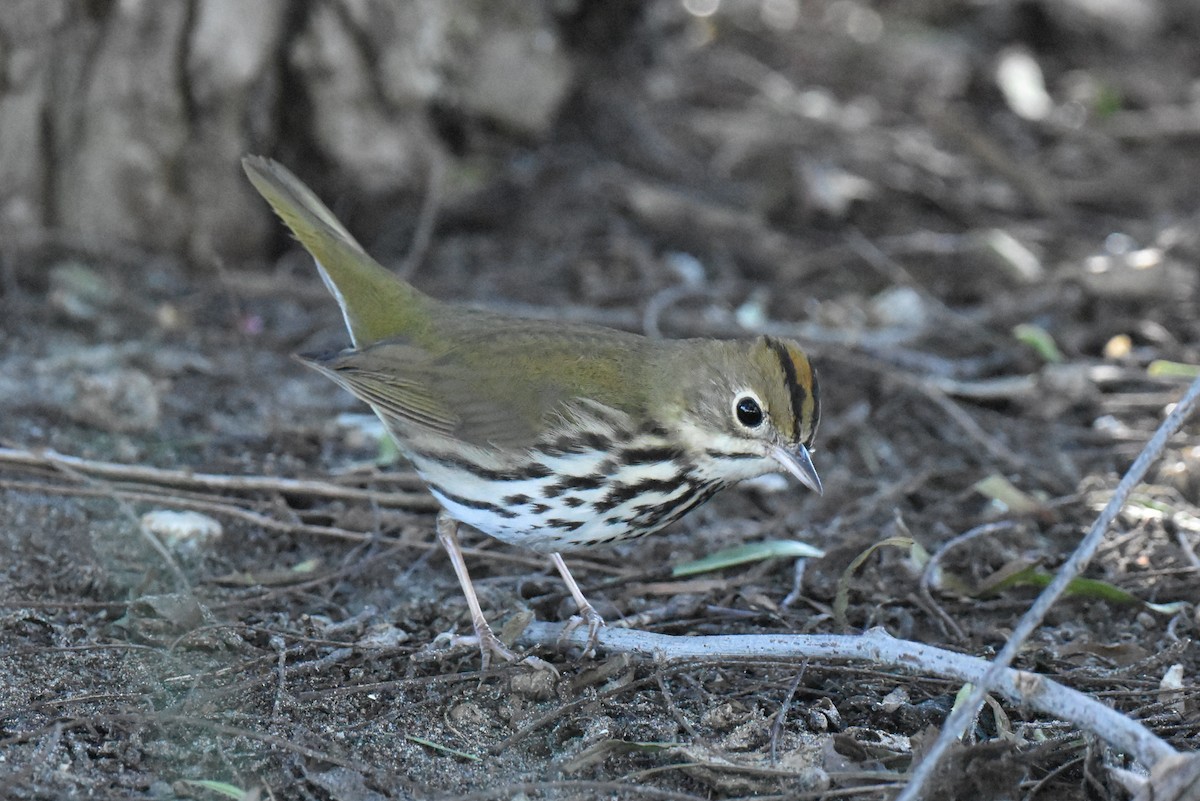 Ovenbird - ML646433725