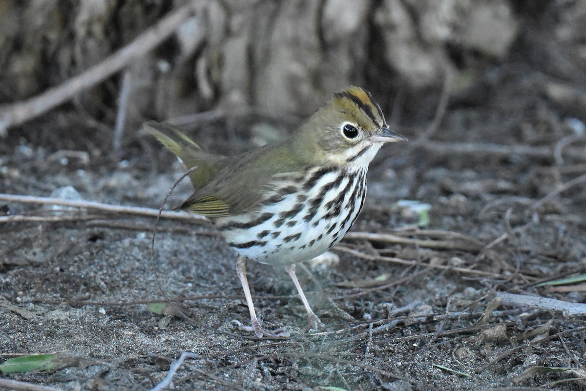 Ovenbird - ML646433726