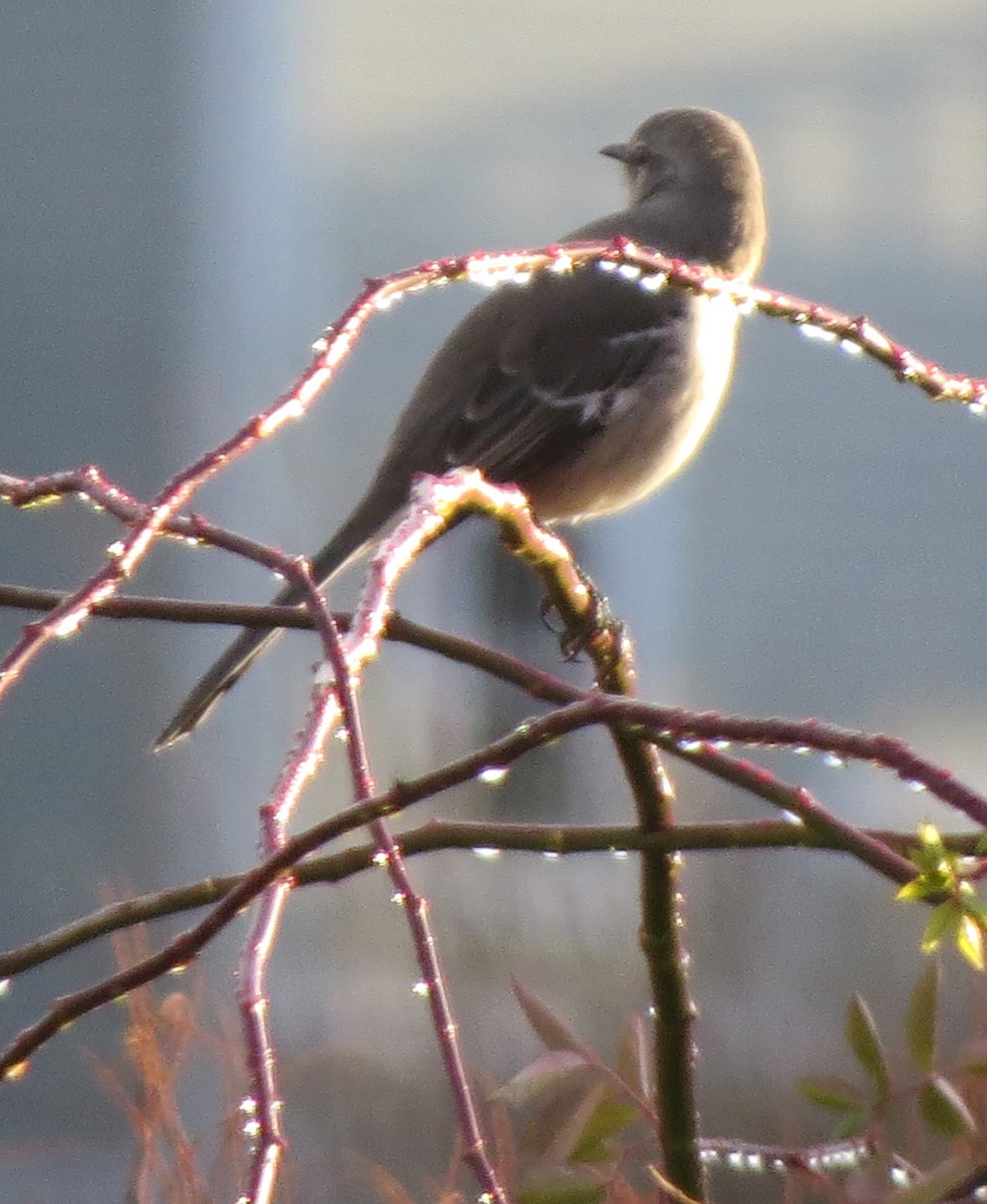Northern Mockingbird - ML646433727