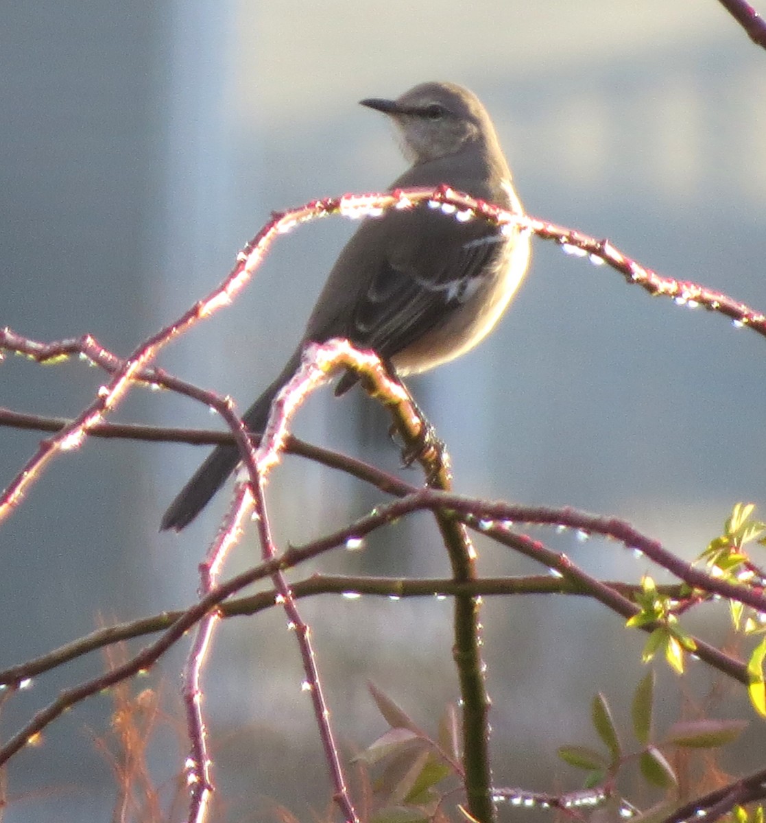 Northern Mockingbird - ML646433728