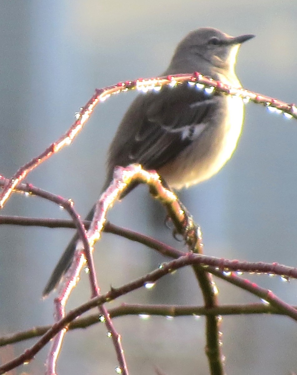 Northern Mockingbird - ML646433731
