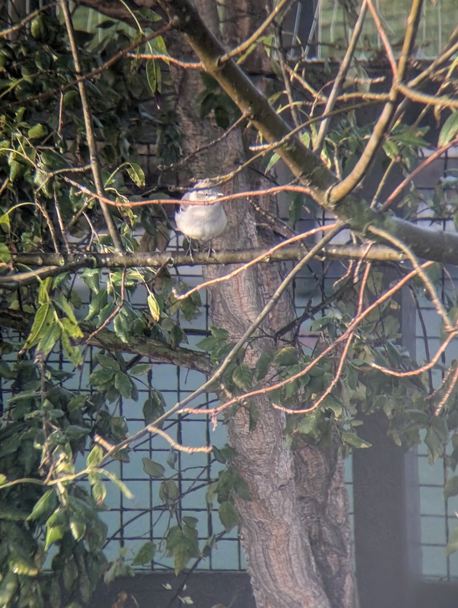 Kuzeyli Taklitçi - ML646433733