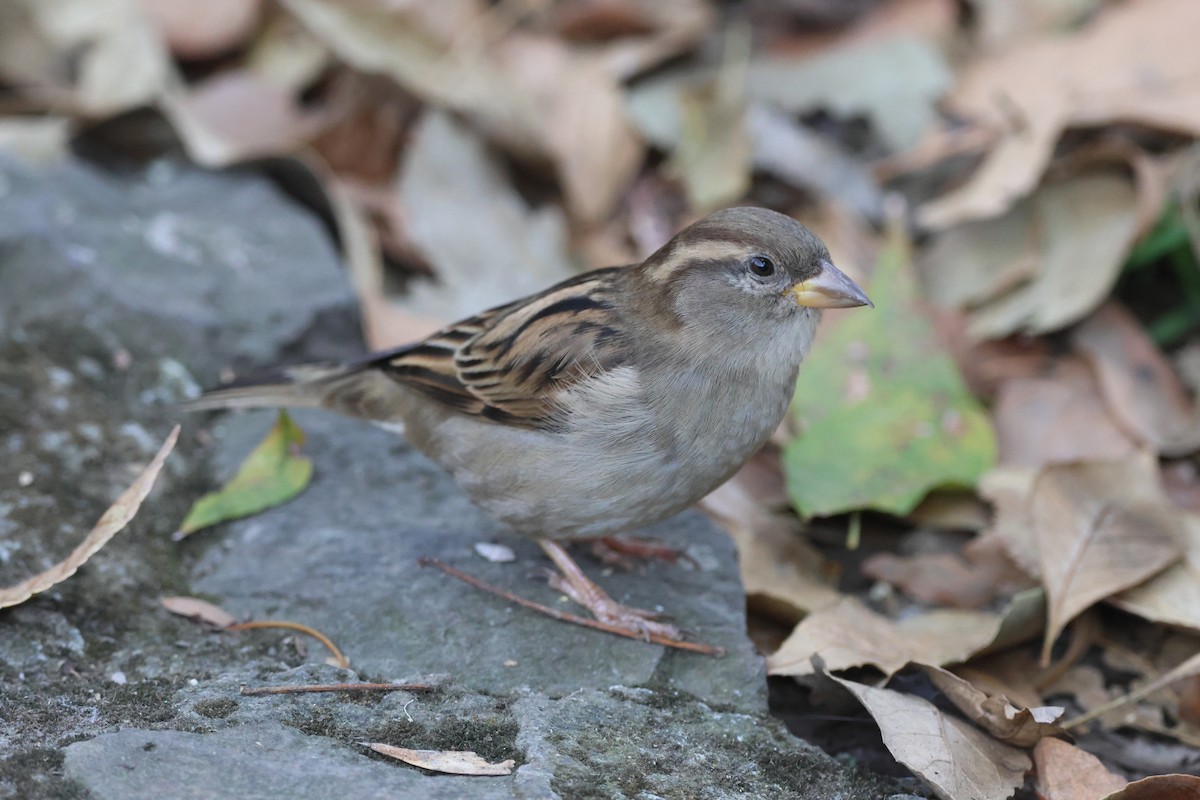 gråspurv - ML646433734