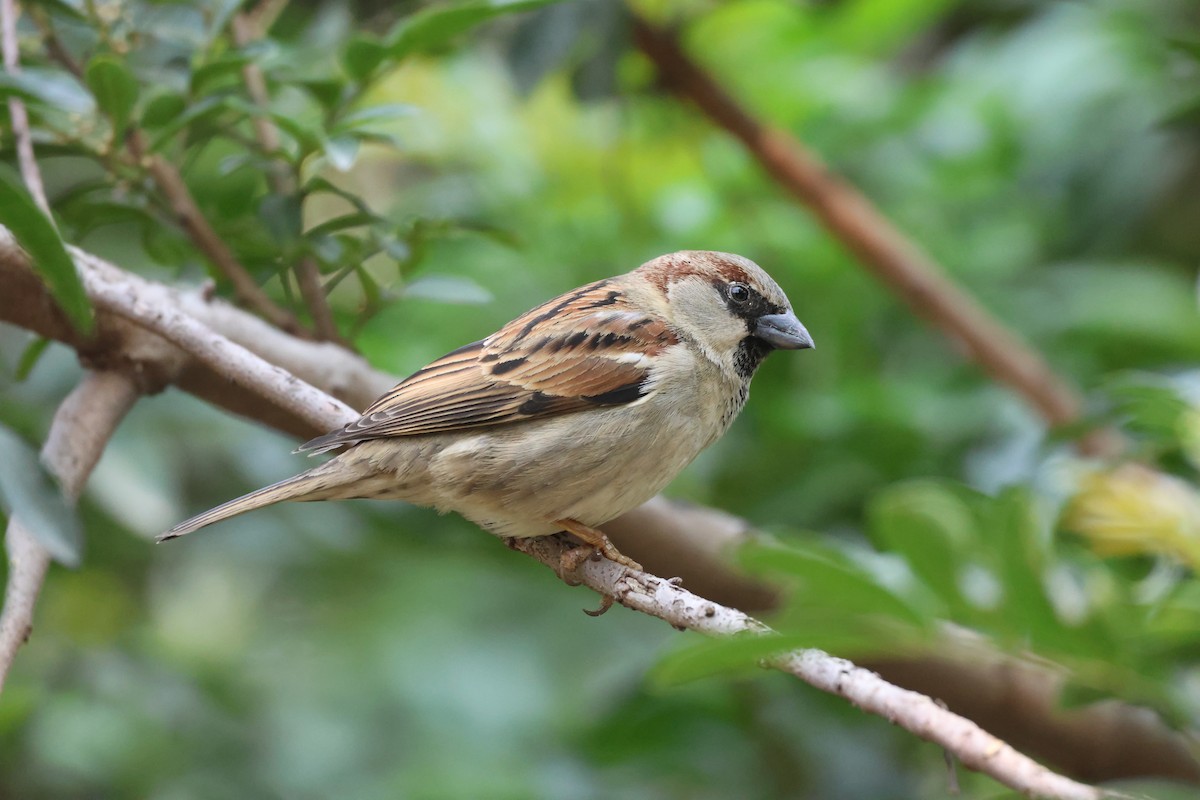 House Sparrow - ML646433735