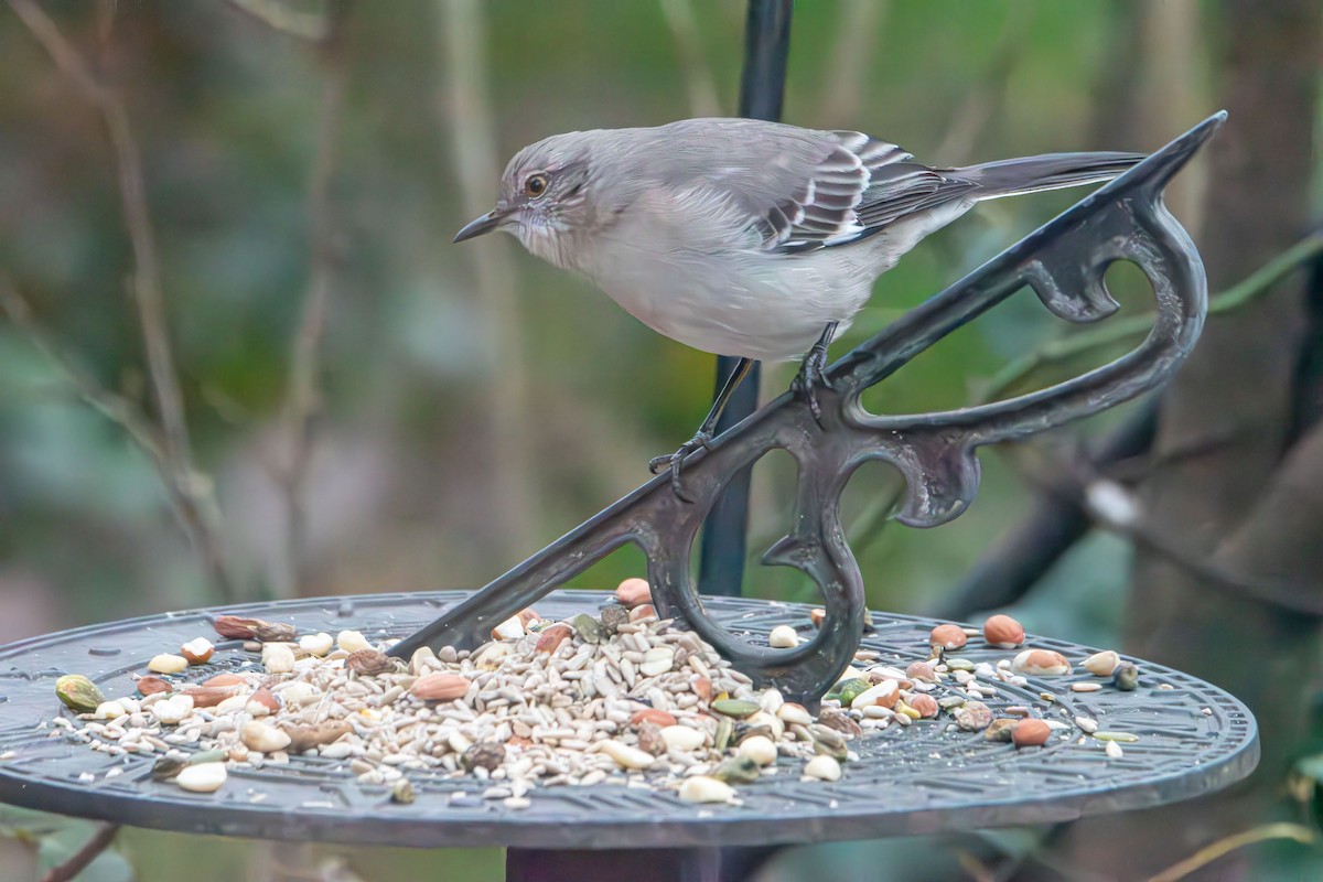 Northern Mockingbird - ML646433736