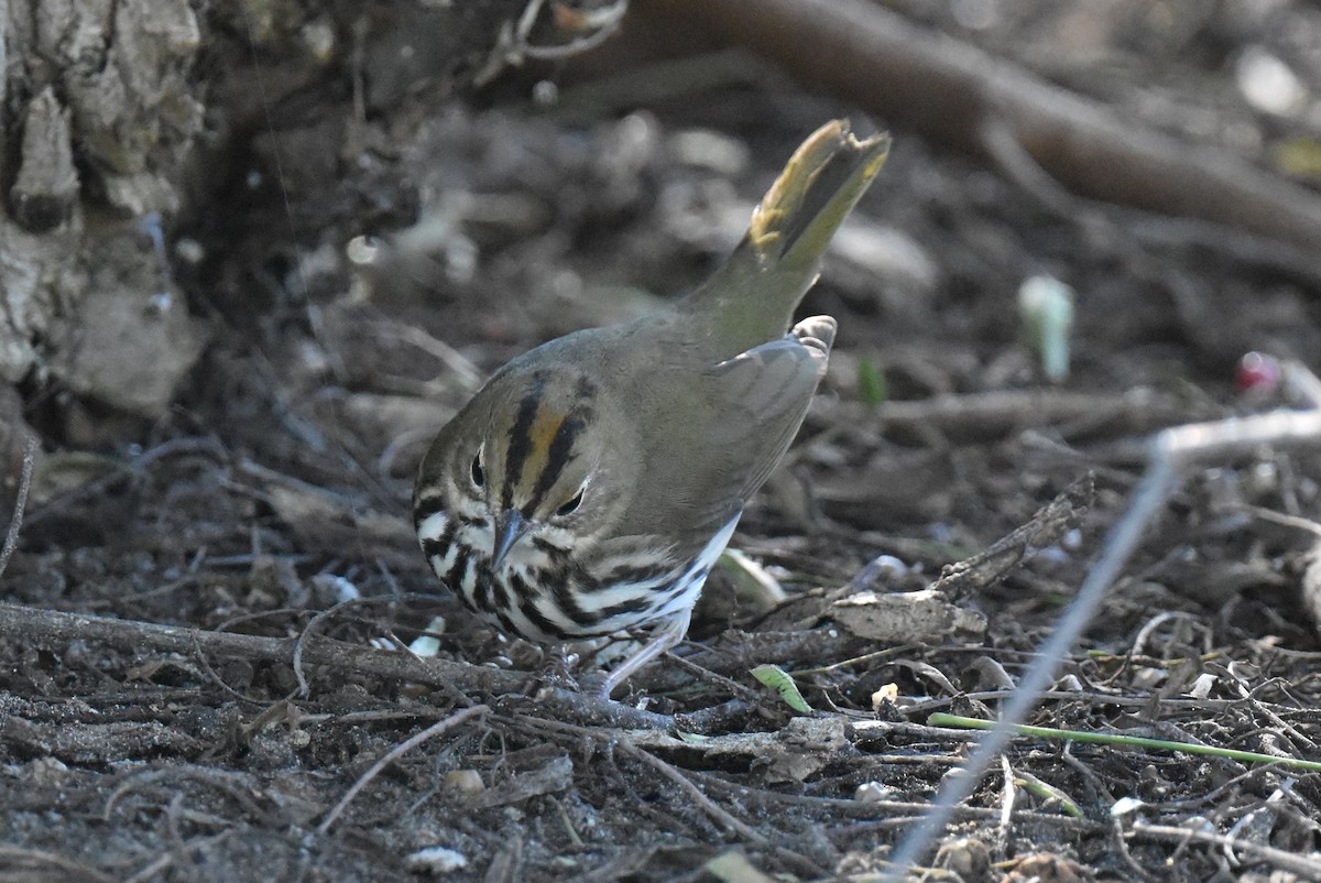 Ovenbird - ML646433738