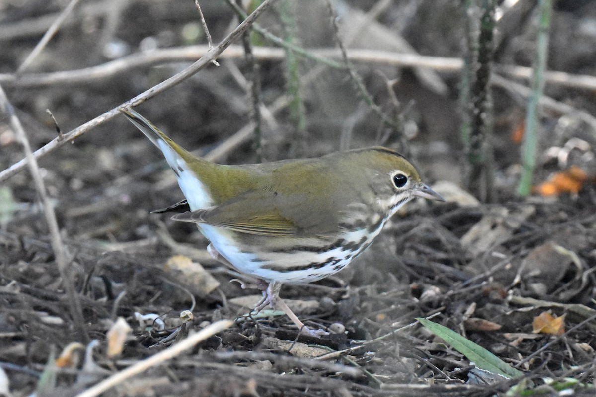 Ovenbird - ML646433739