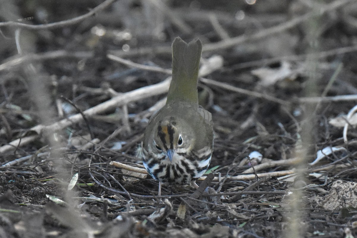 Ovenbird - ML646433740