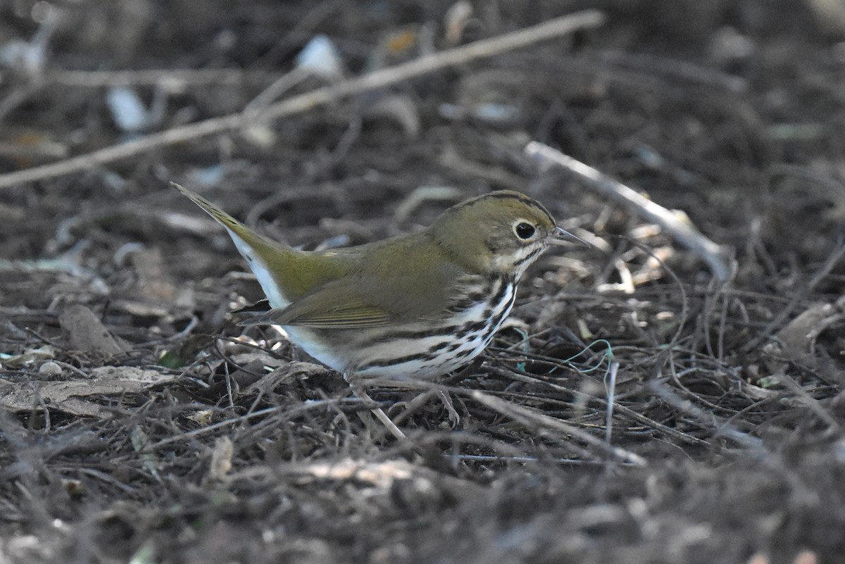 Ovenbird - ML646433741