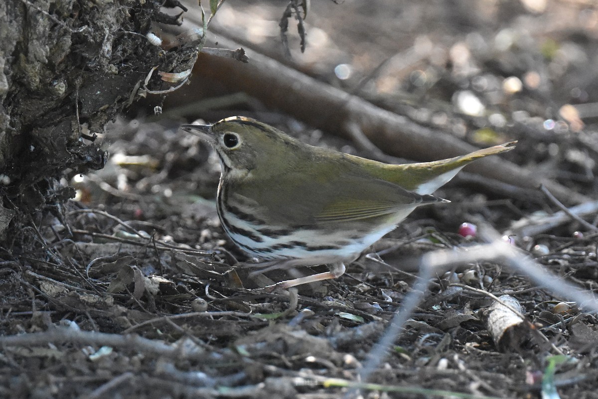Ovenbird - ML646433742