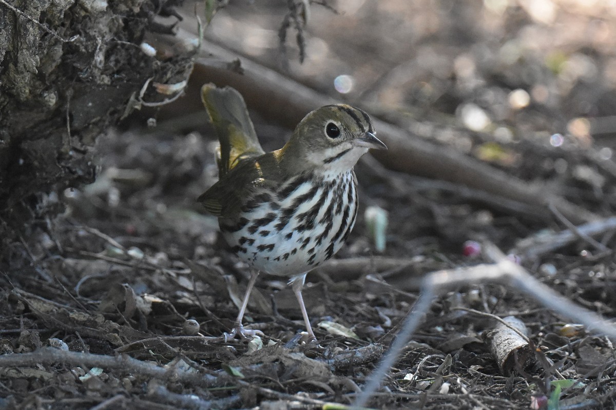Ovenbird - ML646433743