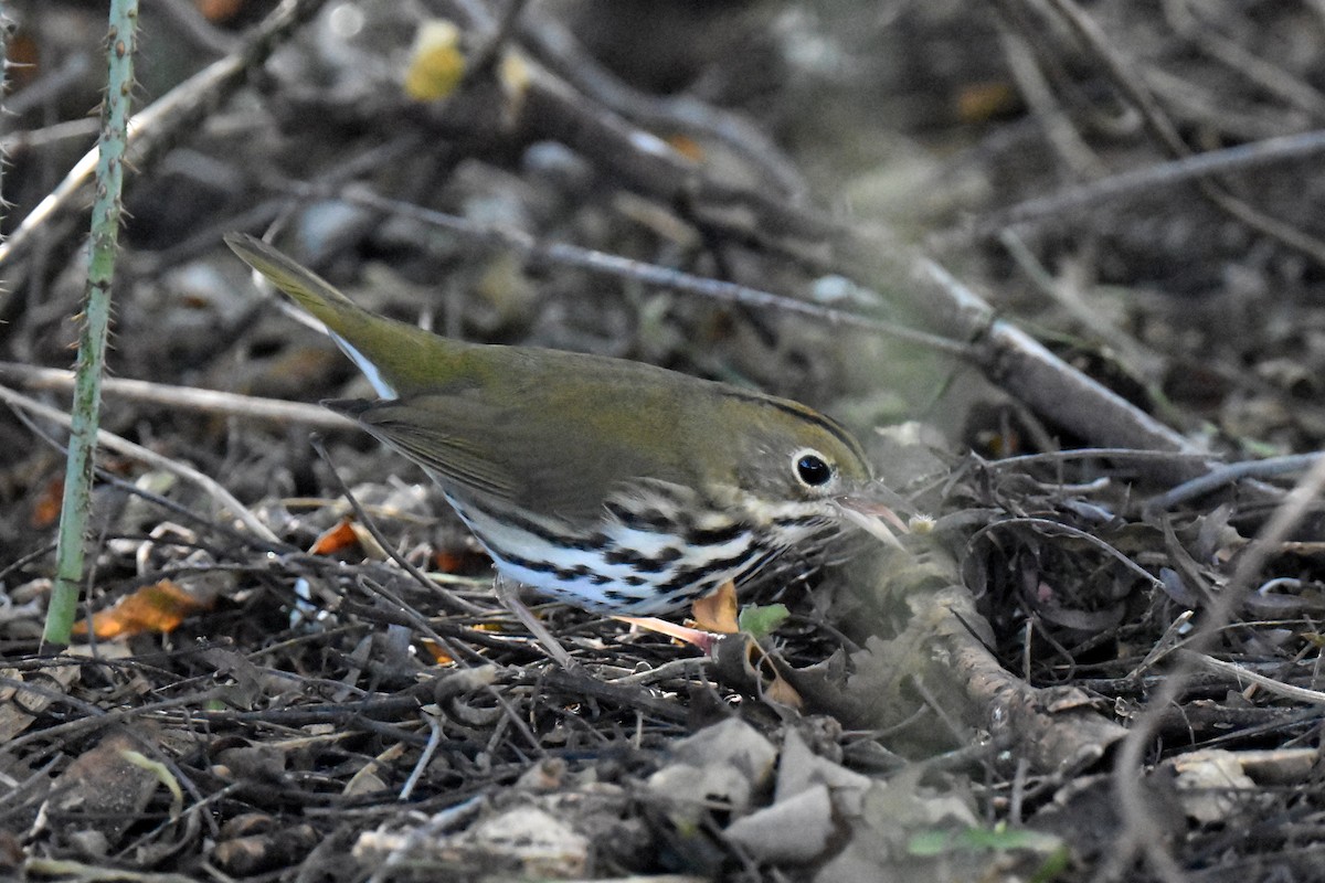 Ovenbird - ML646433744