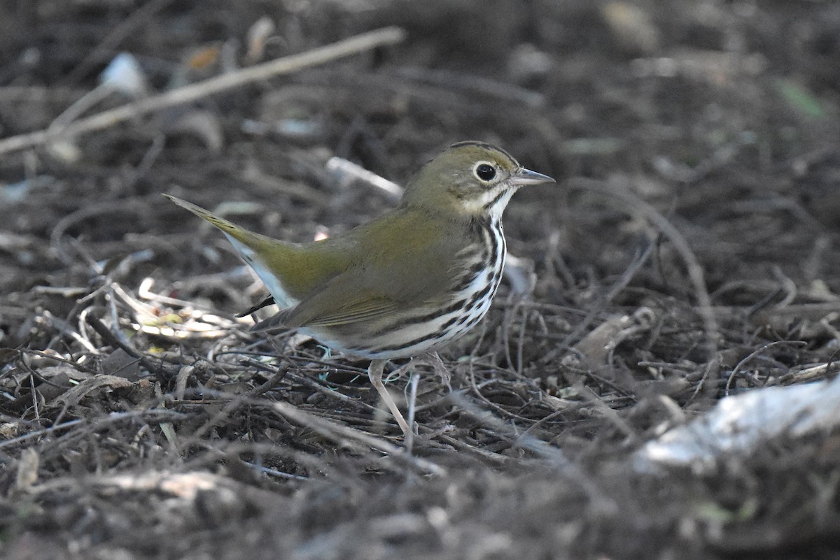 Ovenbird - ML646433745