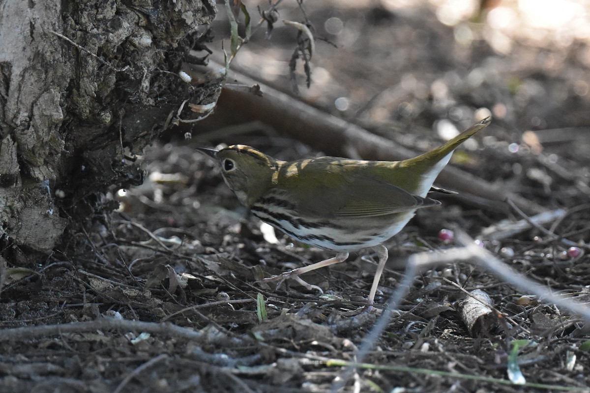 Ovenbird - ML646433746