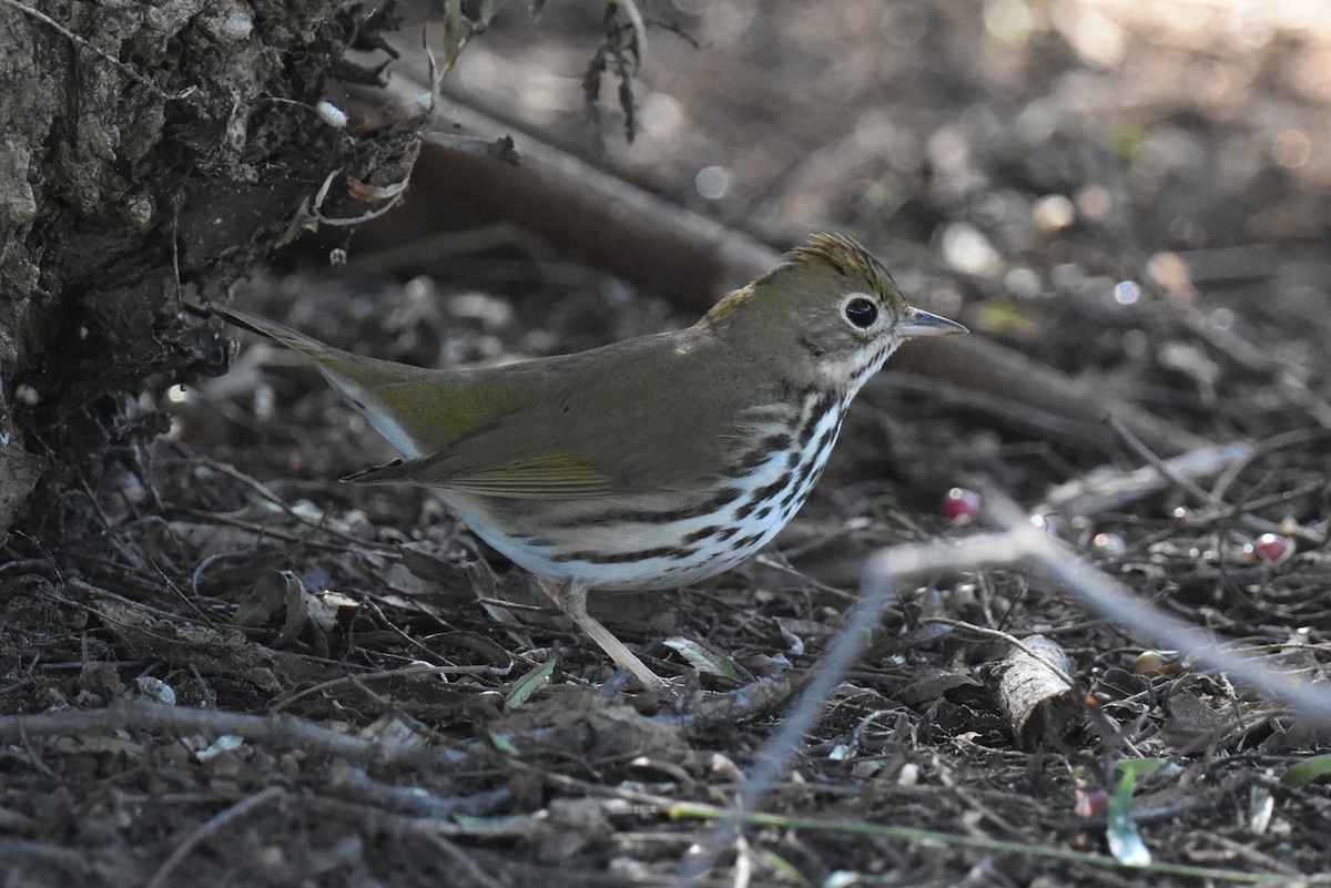 Ovenbird - ML646433747