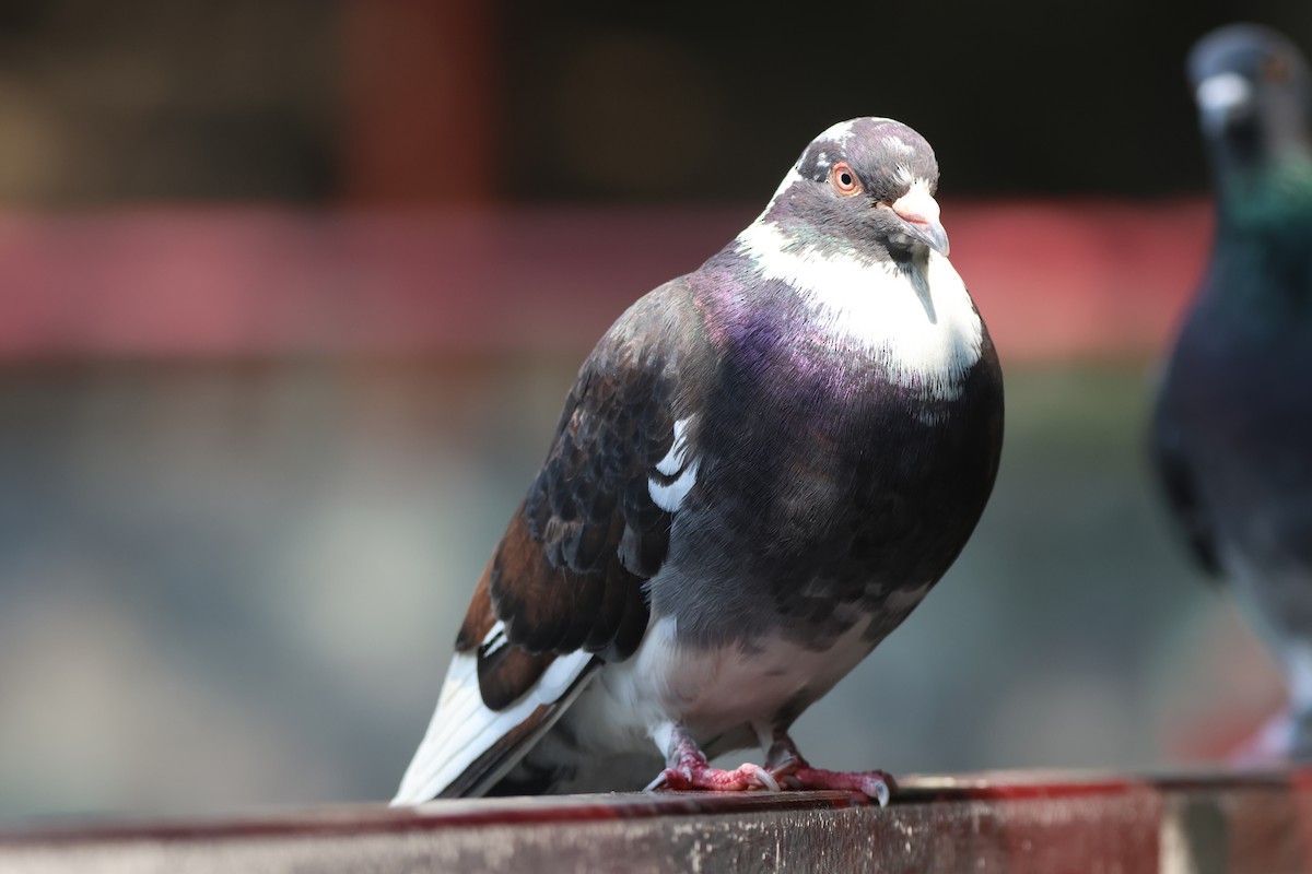 Rock Pigeon (Feral Pigeon) - ML646433749