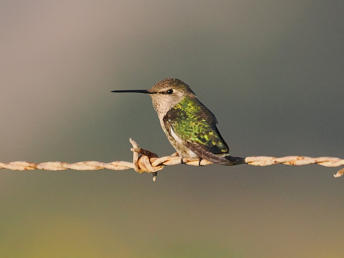 Anna's Hummingbird - ML646433751