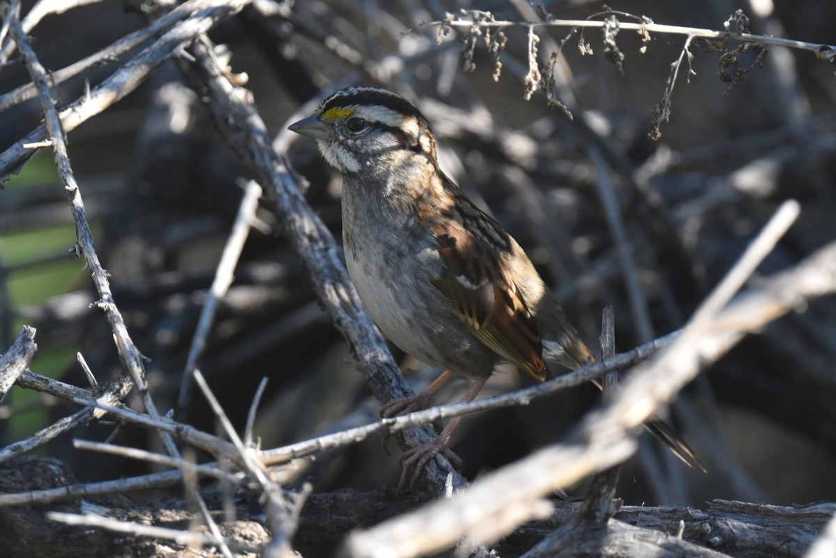 White-throated Sparrow - ML646433753