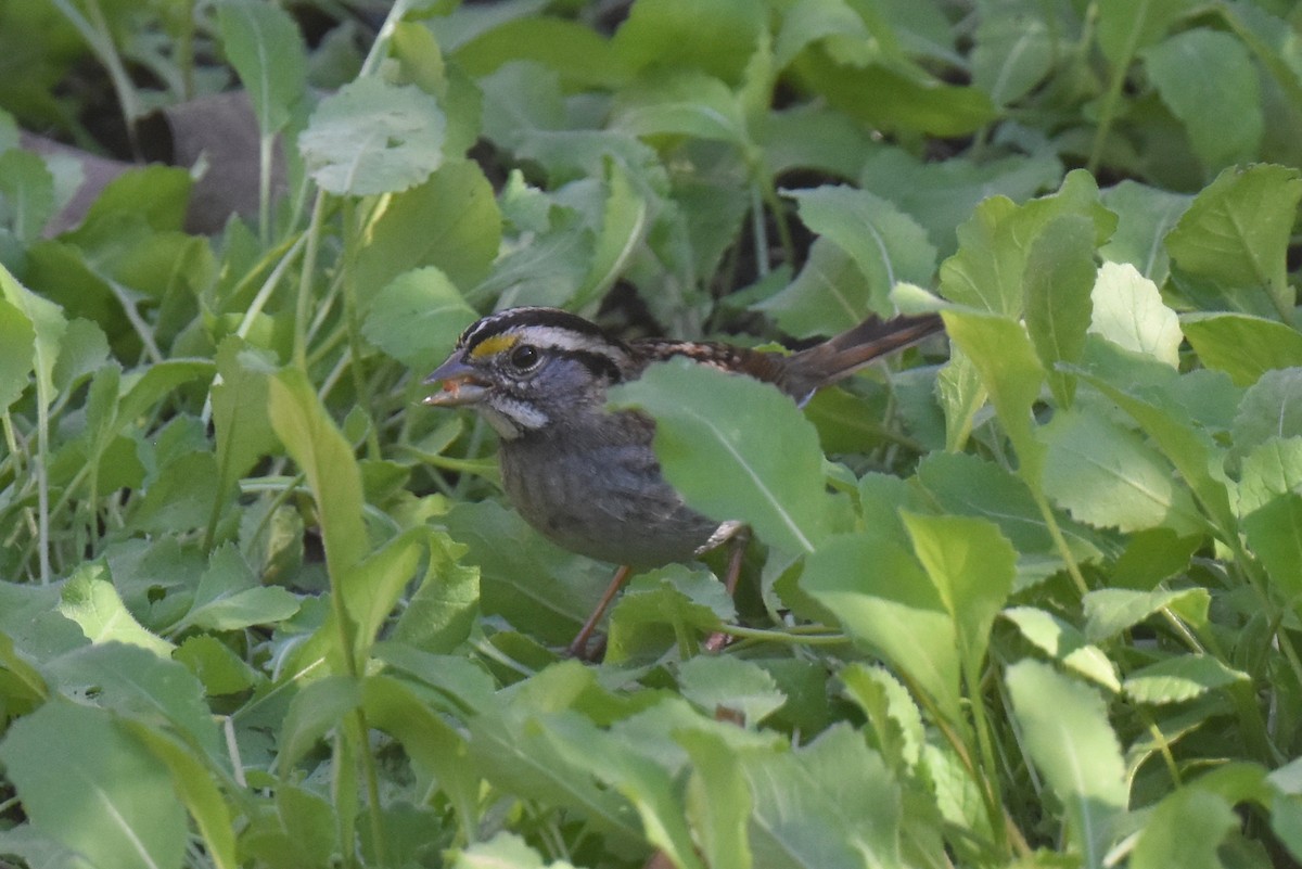 White-throated Sparrow - ML646433754