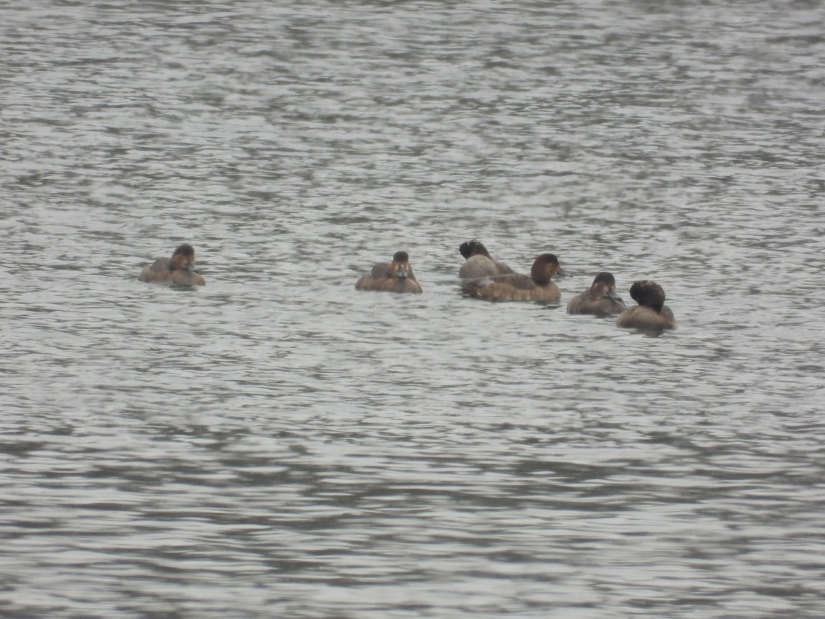 polák proužkozobý - ML646433756