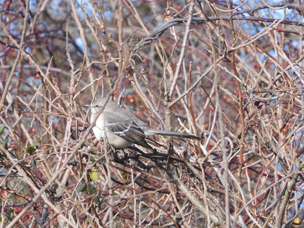 Kuzeyli Taklitçi - ML646433757