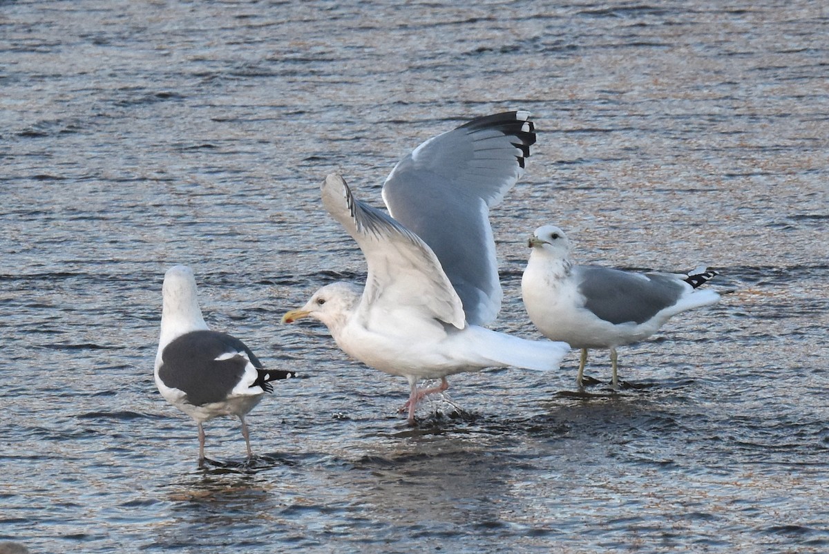 American Herring x Glaucous-winged Gull (hybrid) - ML646433759