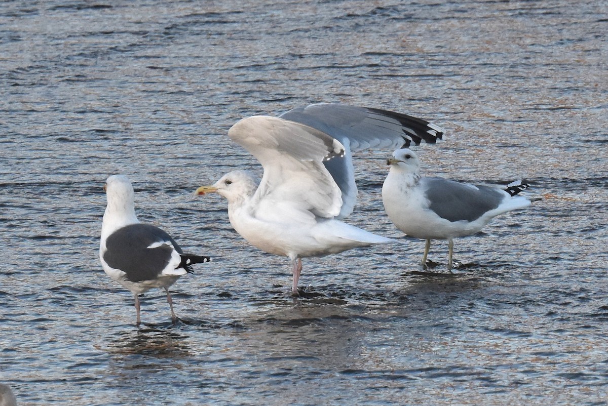 American Herring x Glaucous-winged Gull (hybrid) - ML646433760