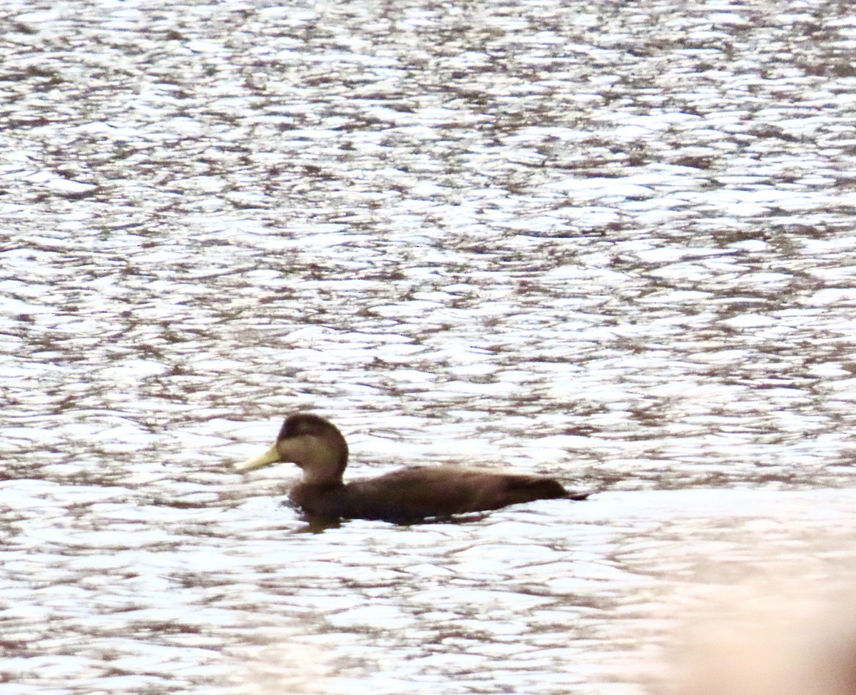 American Black Duck - ML646433761