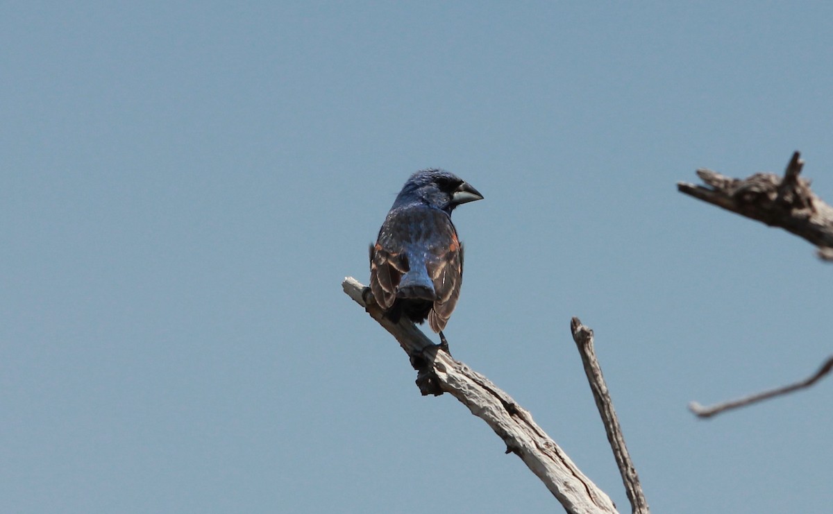 Blue Grosbeak - ML646433762