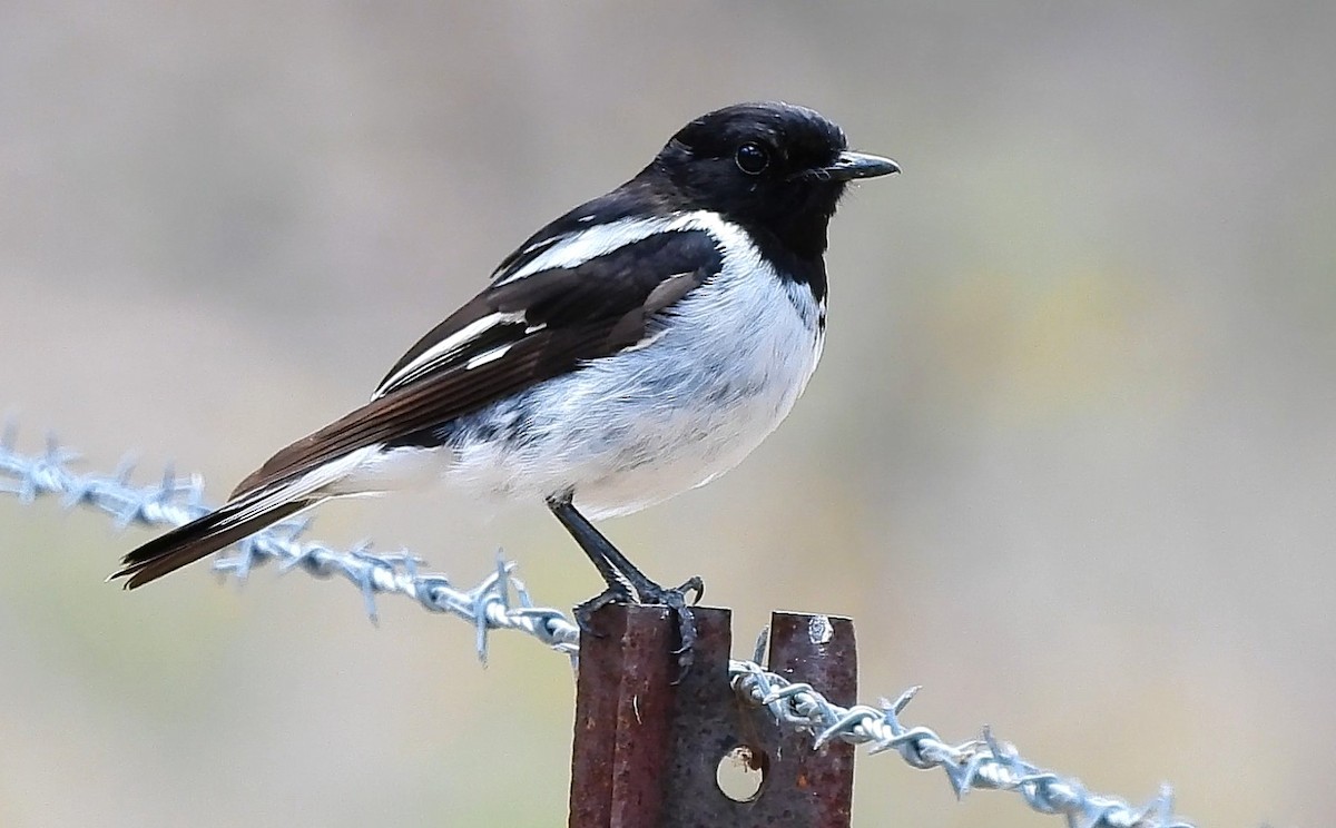 Hooded Robin - ML646433763