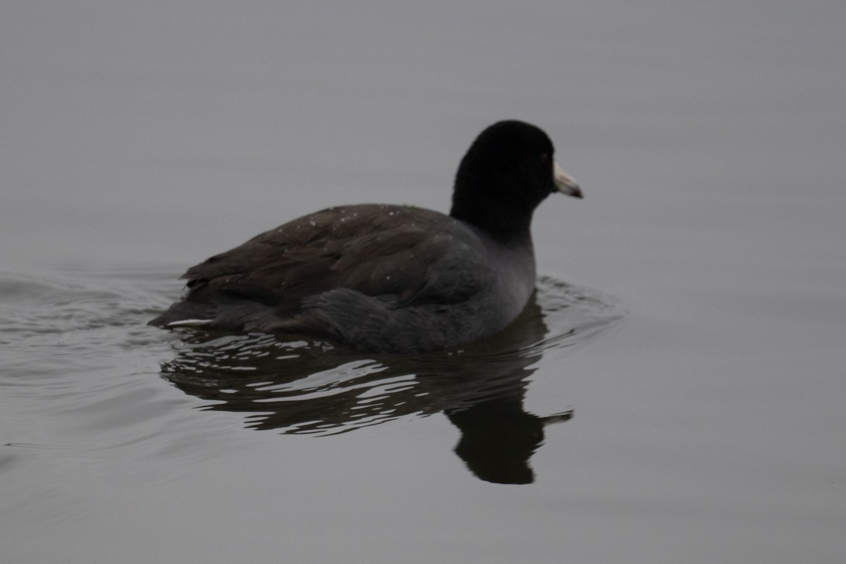 American Coot - ML646433767