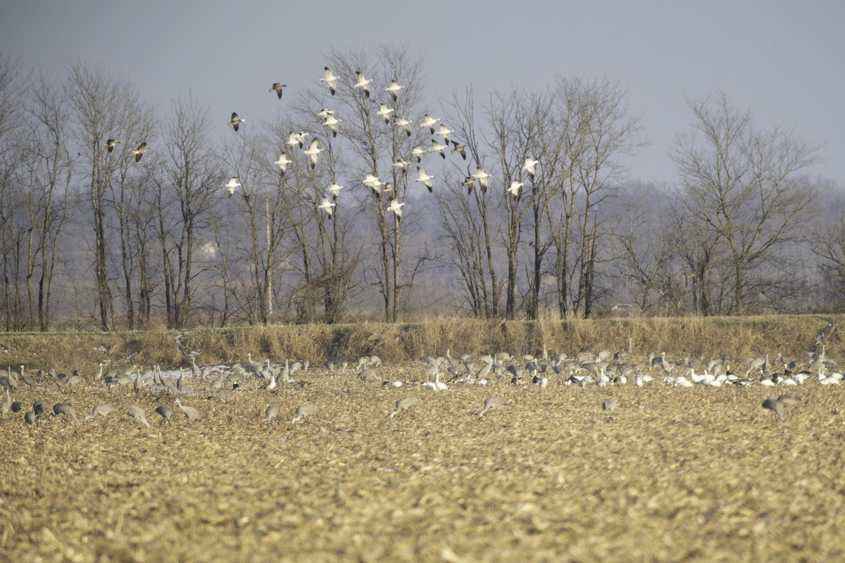 Snow Goose - ML646433768