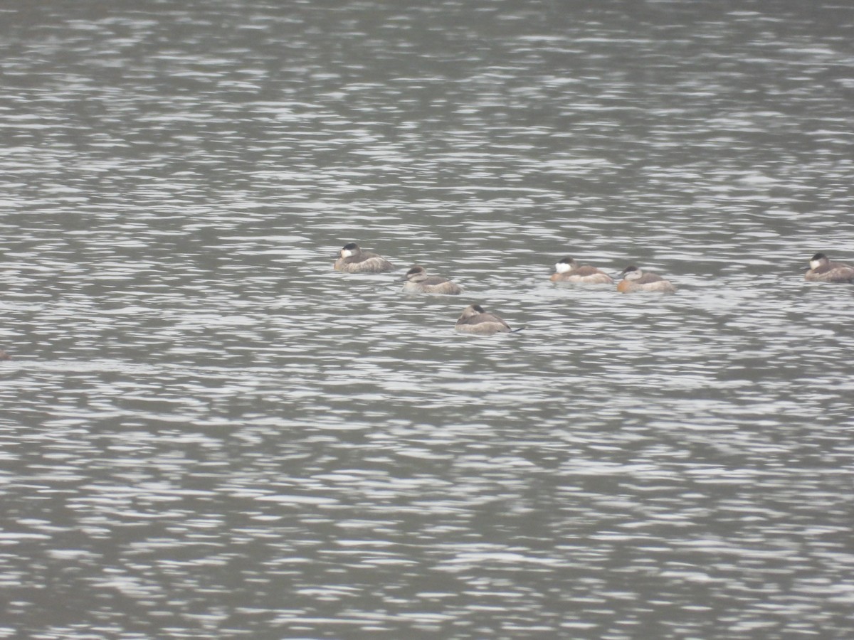 kachnice kaštanová - ML646433771