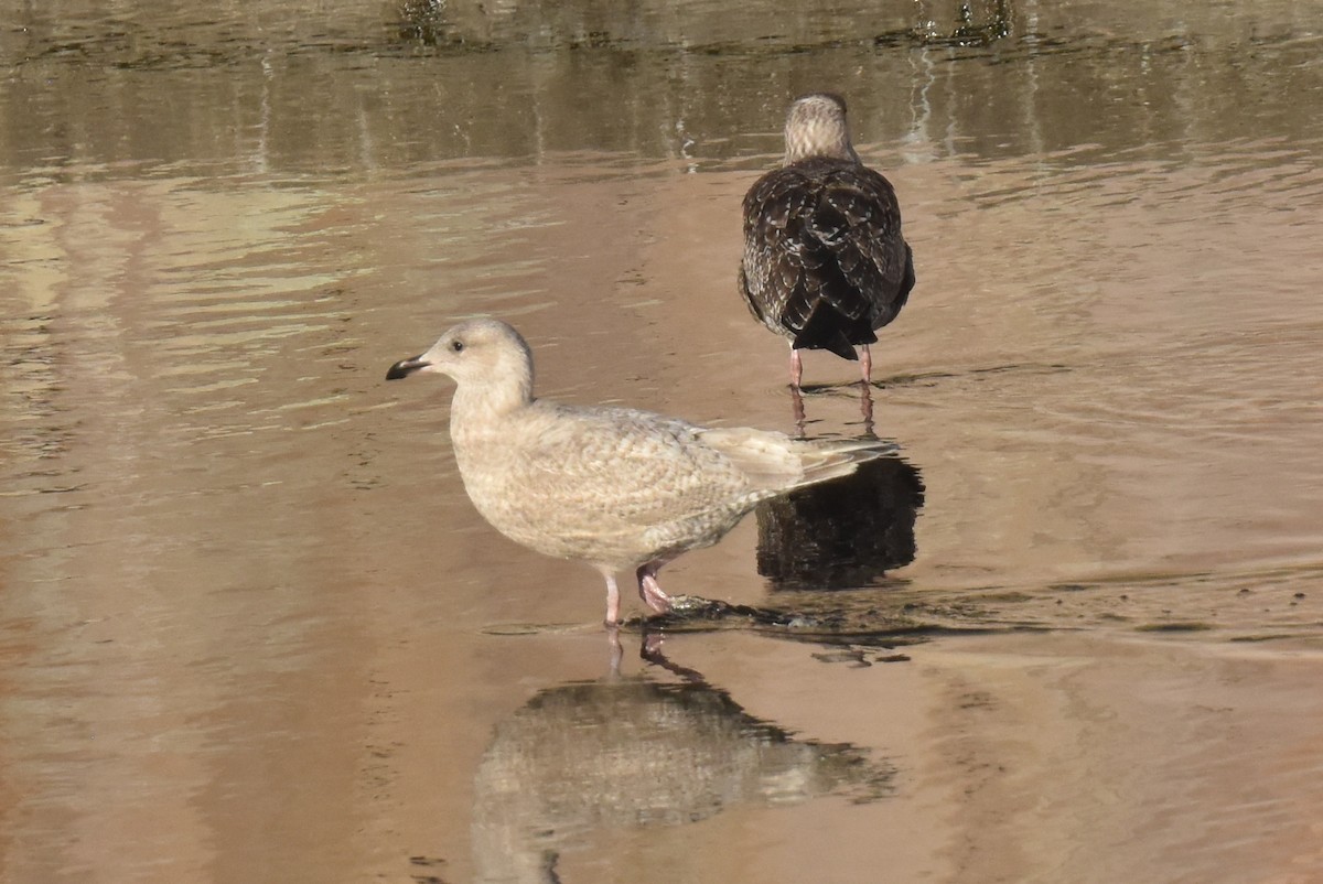 American Herring x Glaucous-winged Gull (hybrid) - ML646433775