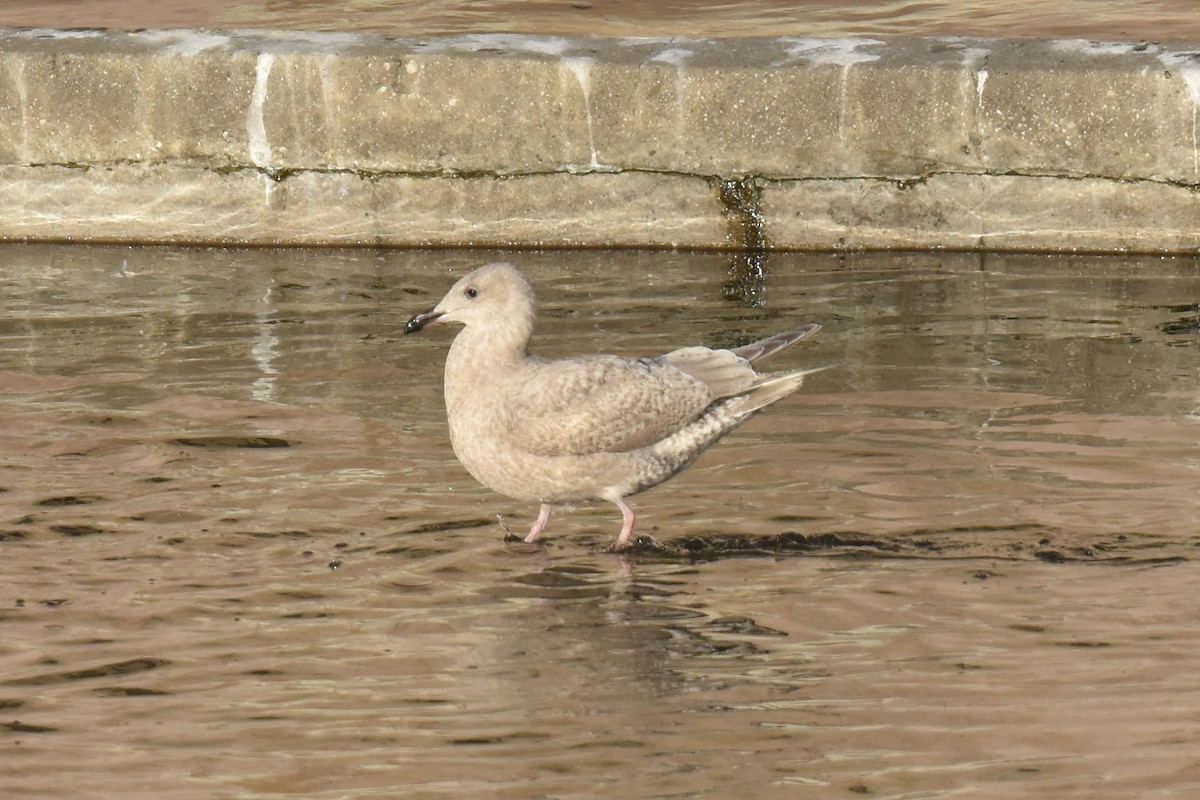 American Herring x Glaucous-winged Gull (hybrid) - ML646433776