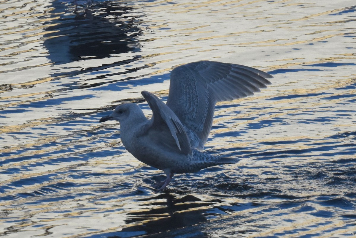 American Herring x Glaucous-winged Gull (hybrid) - ML646433777