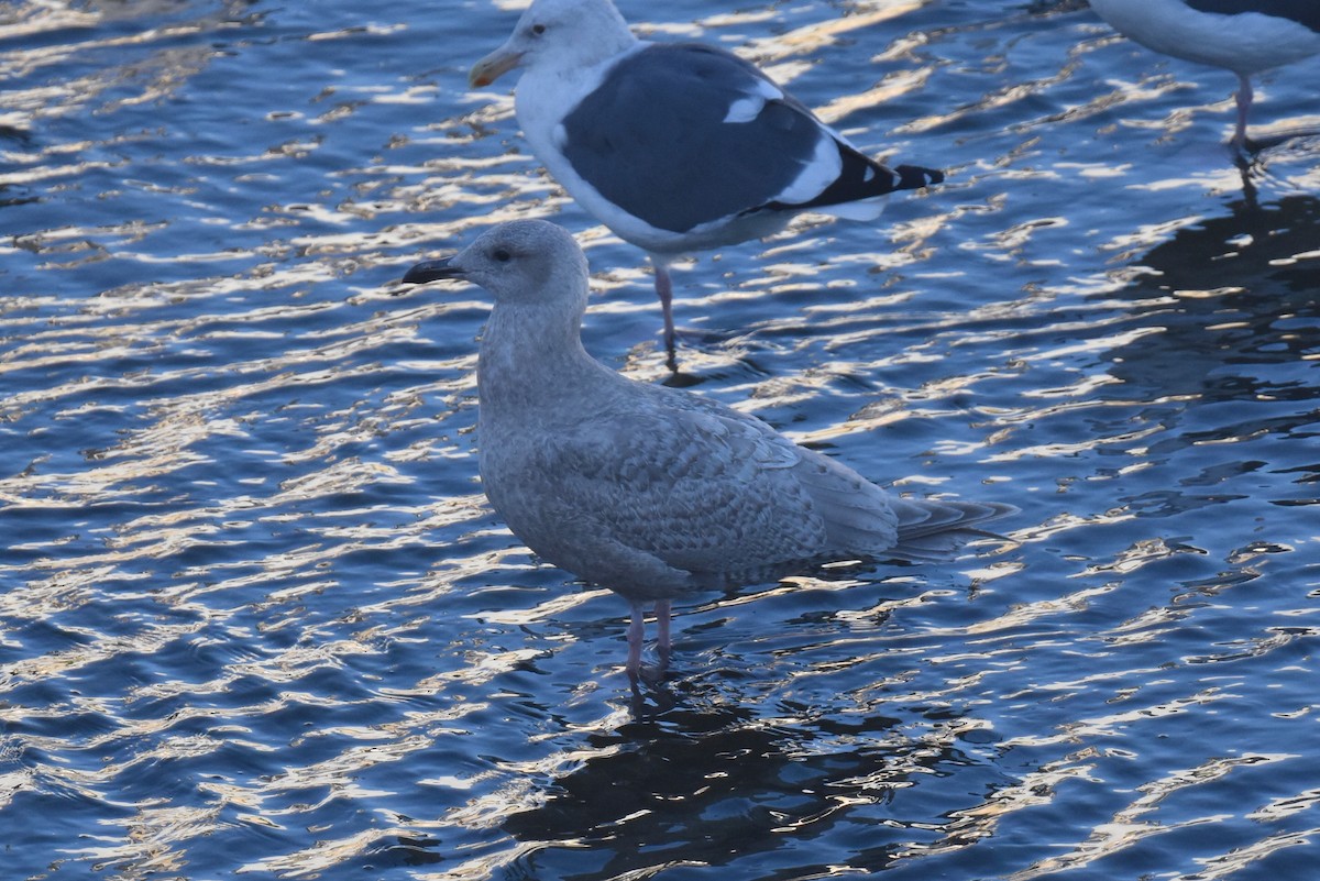 American Herring x Glaucous-winged Gull (hybrid) - ML646433778