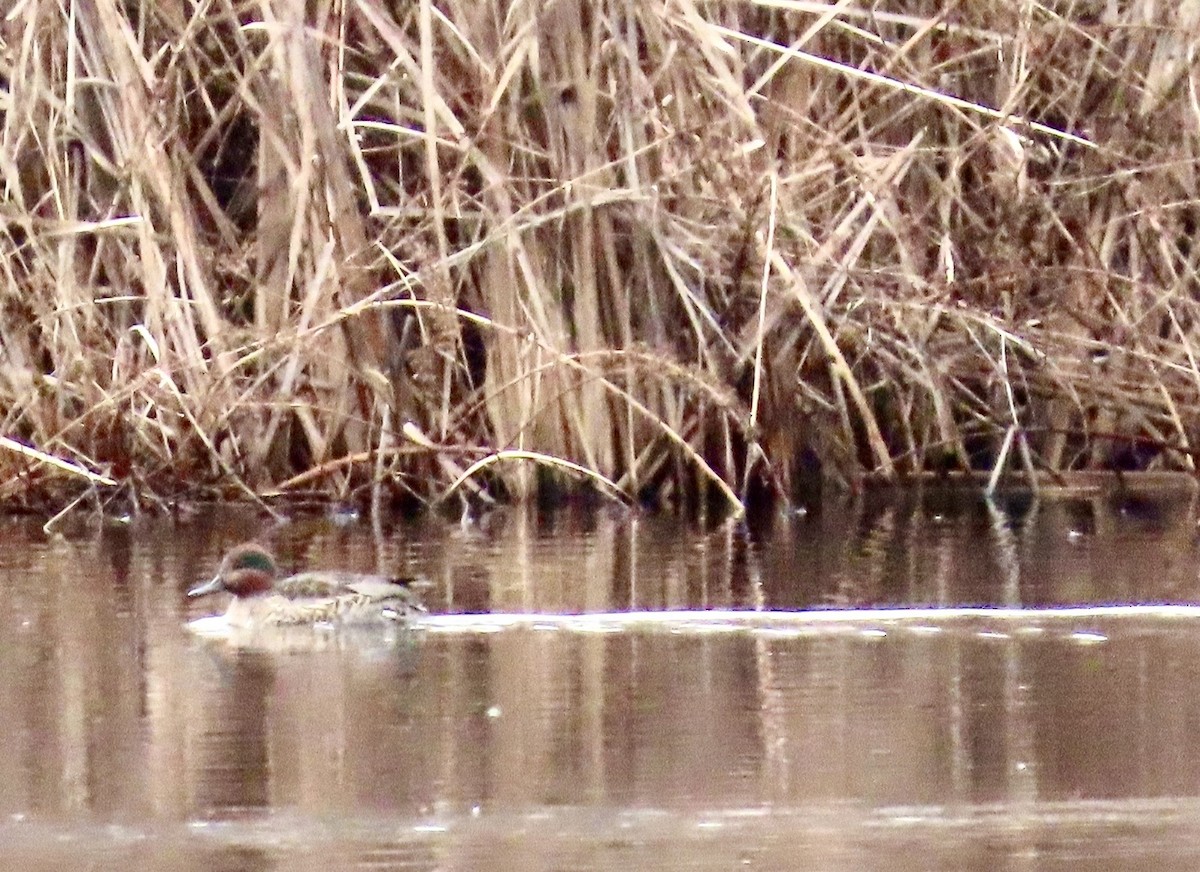 Green-winged Teal - ML646433779
