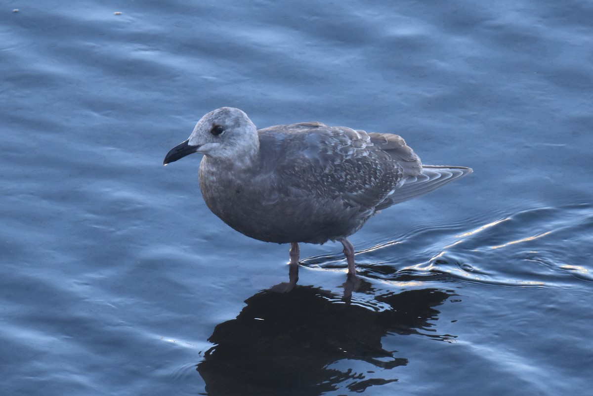 gråvingemåke - ML646433781