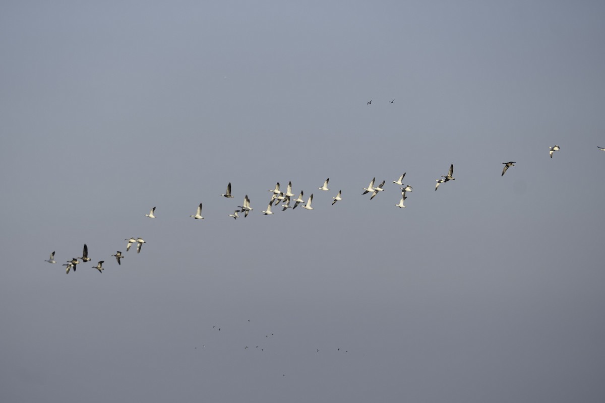 eskimogås - ML646433782