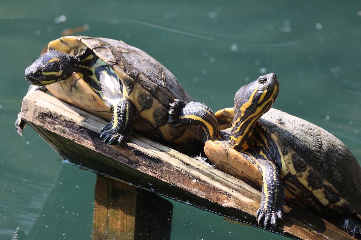 Animals - ML646433784