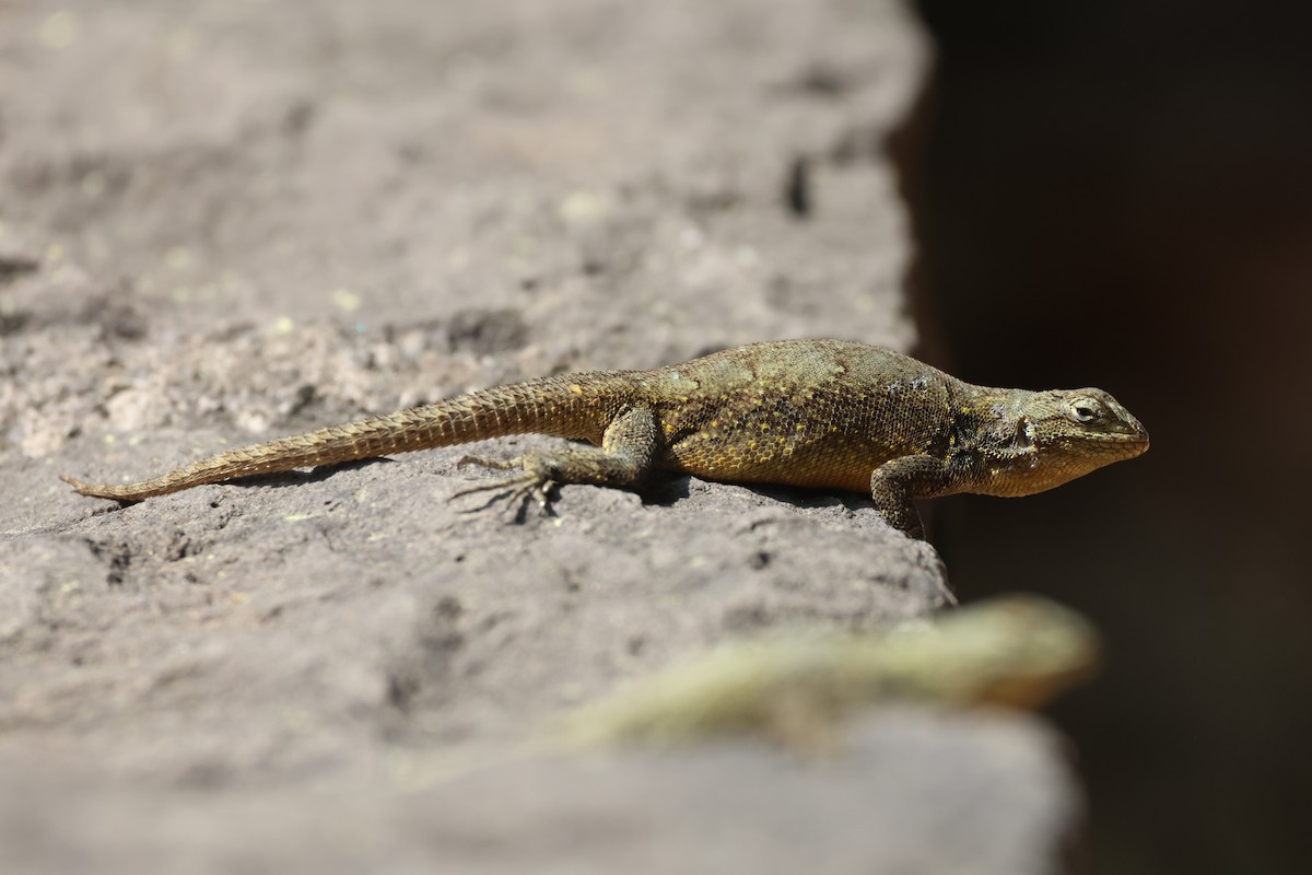 Animals - ML646433785