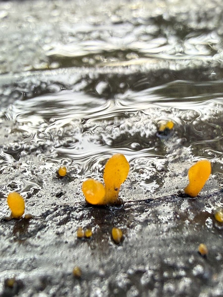 Animaux - ML646433786