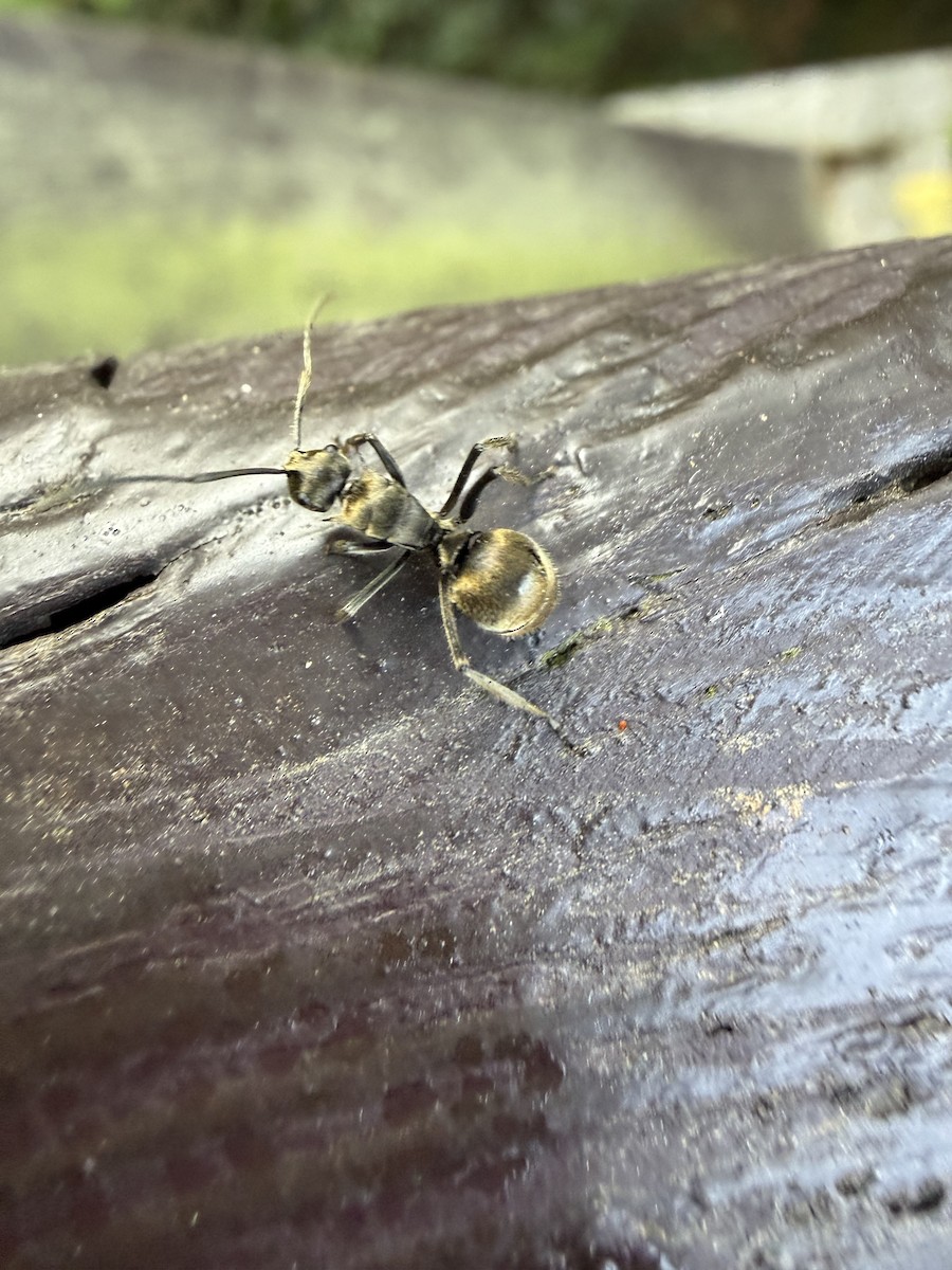 Animaux - ML646433787