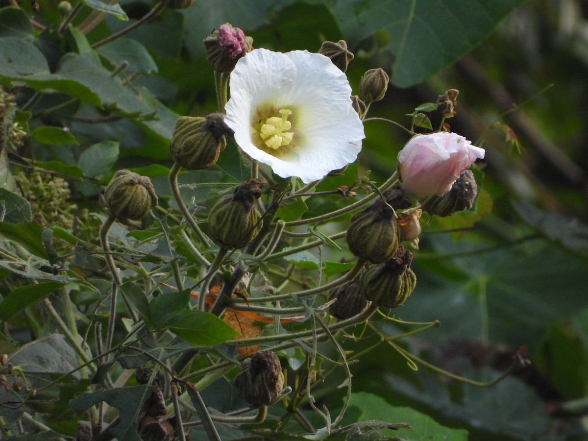 Animaux - ML646433788