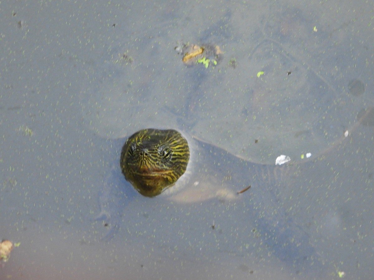 Animaux - ML646433789